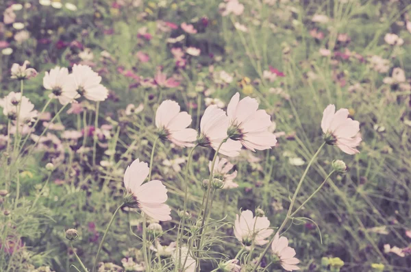 ピンクのコスモスの花の家族 fompositae. — ストック写真