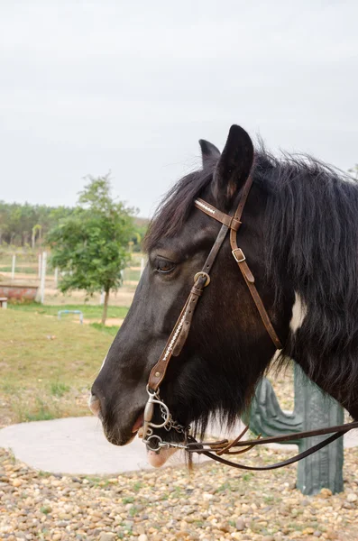 Цыганская лошадка — стоковое фото