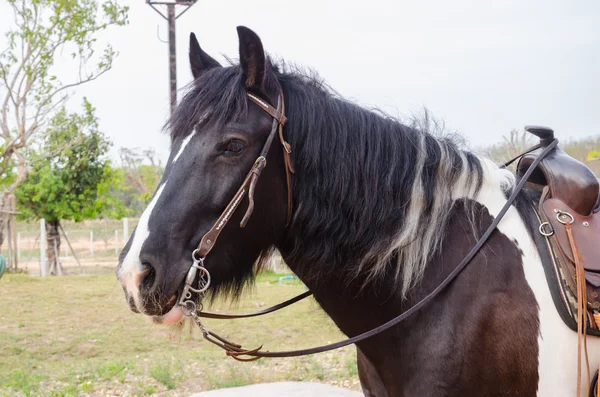 Cheval de bannière tzigane — Photo