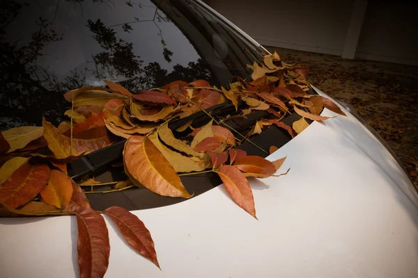 Beyaz bir araba üzerinde düşen yapraklar.