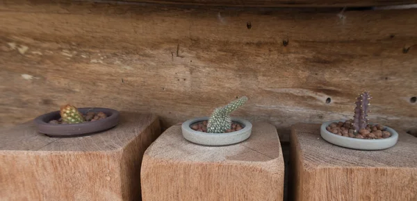 Kaktus samling i små blomkrukor. — Stockfoto