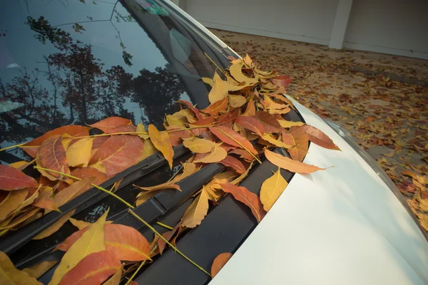 Beyaz bir araba üzerinde düşen yapraklar.