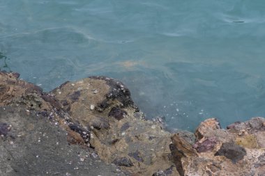 Bir Beton İnşaat dibinde büyüyen istiridye