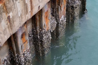 Bir Beton İnşaat dibinde büyüyen istiridye