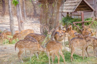 Benekli geyik çim yeme. chitalın.