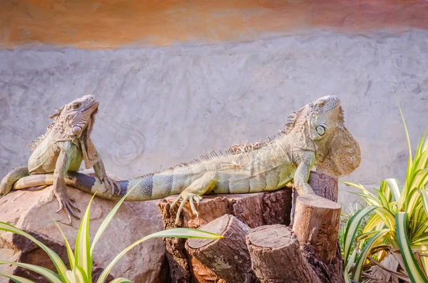 Foto de cerca de iguana verde — Foto de Stock