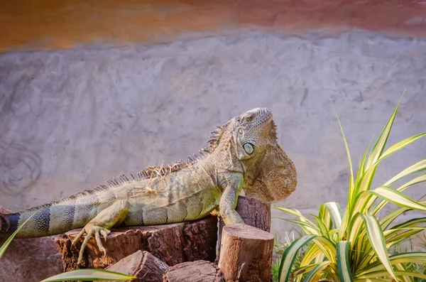 Foto de cerca de iguana verde — Foto de Stock