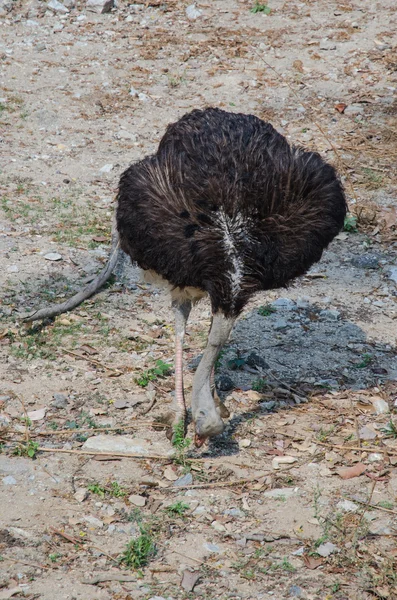 歩いてアフリカのダチョウ. — ストック写真