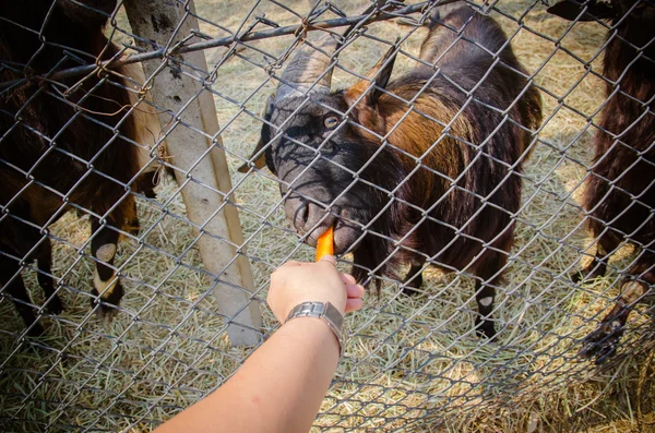 Caprinos famintos comendo de mão — Fotografia de Stock