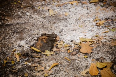 Yangından sonra orman