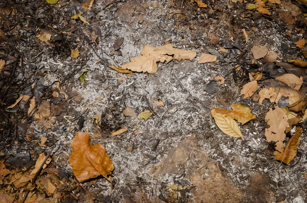 Skog efter brand — Stockfoto