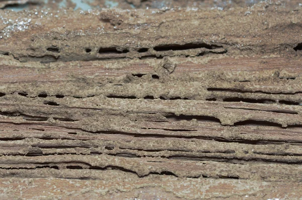 Dřevěné stěny jsou bytí jedený termity. — Stock fotografie