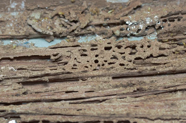 Paredes de madera están siendo comidos por las termitas . —  Fotos de Stock