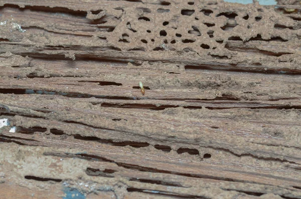 木製の壁がシロアリに食われる. — ストック写真