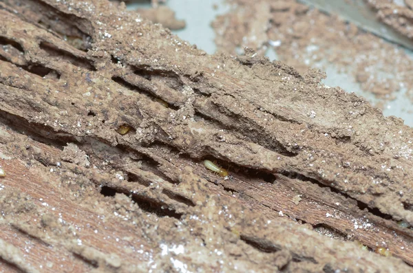 Drewniane ściany są zjadane przez termity. — Zdjęcie stockowe