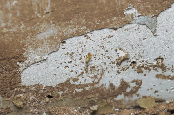 Murs en bois sont mangés par les termites . — Photo