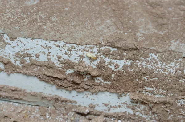 Holzwände werden von Termiten gefressen. — Stockfoto