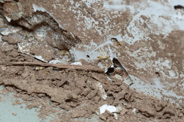 Drewniane ściany są zjadane przez termity. — Zdjęcie stockowe