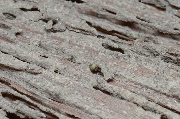 Dřevěné stěny jsou bytí jedený termity. — Stock fotografie