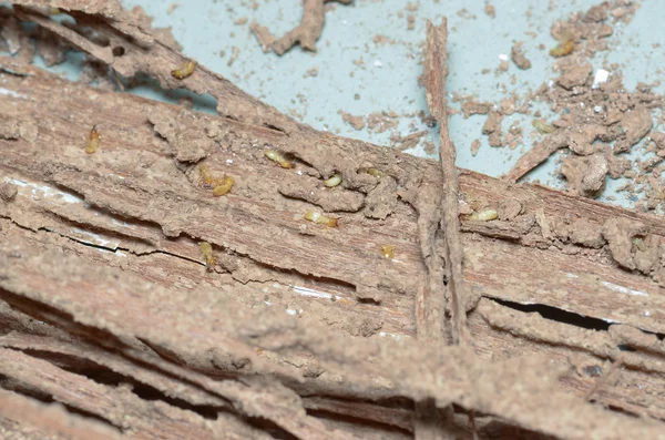 Wooden walls are being eaten by termites. — Stock Photo, Image