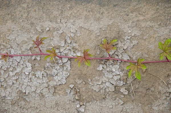Efeu wächst auf trockenem Boden. — Stockfoto