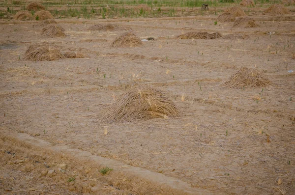 Куча сухого сена на ферме — стоковое фото