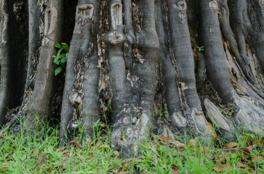 Eski büyük ağaç kök yakın çekim