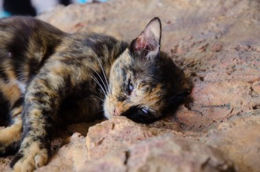 kedi katta uyuyor. Uyuyan kedi.