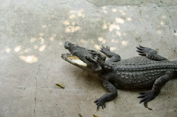 Grandes crocodilos descansando em uma fazenda de crocodilos . — Fotografia de Stock