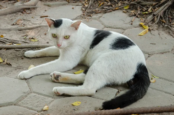 Stray gato descansando no chão — Fotografia de Stock