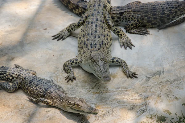 Große Krokodile ruhen in einer Krokodilfarm. — Stockfoto