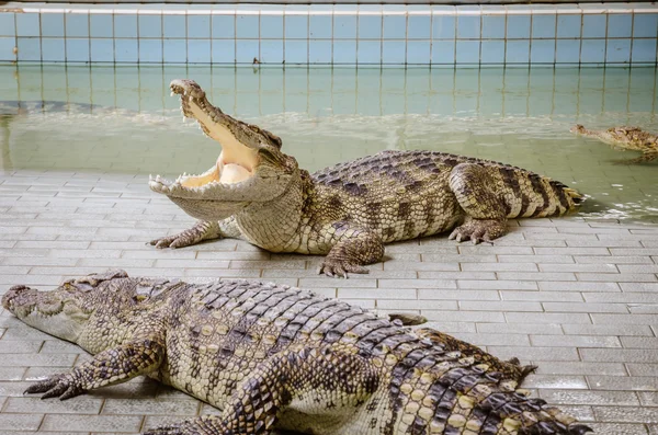 Grandes crocodilos descansando em uma fazenda de crocodilos . — Fotografia de Stock
