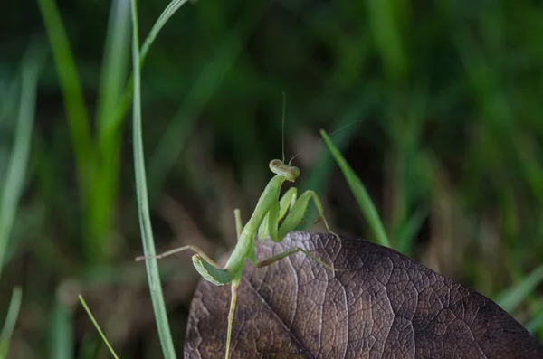 Close up de mantis jovem — Fotografia de Stock