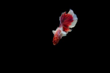 Siyah arka plan üzerinde uçan balık.