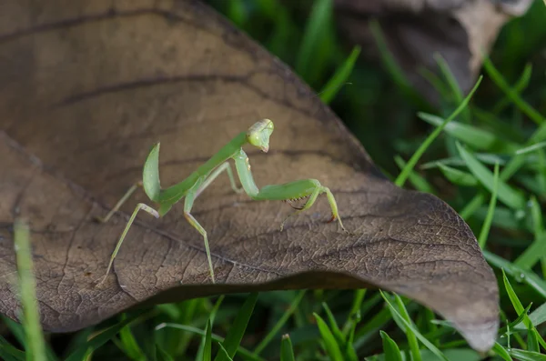 Primer plano de la mantis joven — Foto de Stock