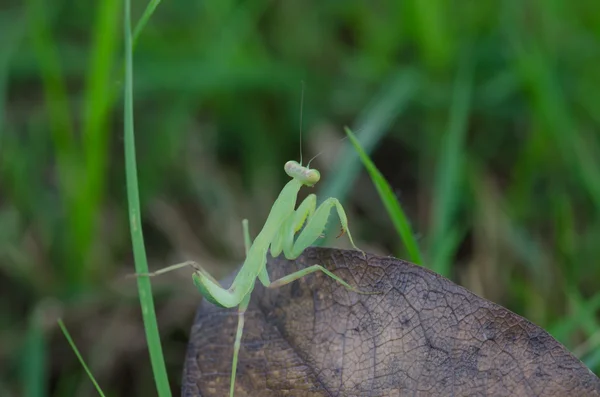 Primer plano de la mantis joven — Foto de Stock