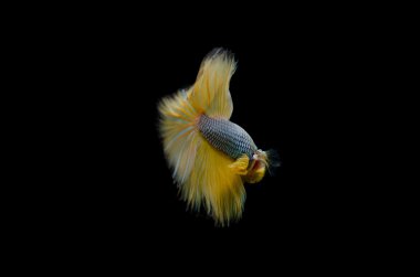 Siyah arka plan üzerinde uçan balık.