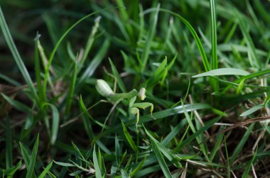 Genç mantis yakın çekim