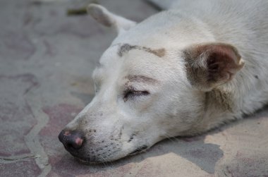 Portre baş uyuyan bir köpek