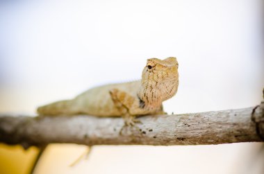 Vahşi kertenkele Close-Up