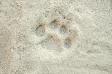 kuma kedi pençe izleri.
