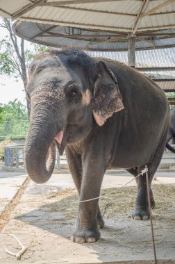 fil Hayvanat Bahçesi
