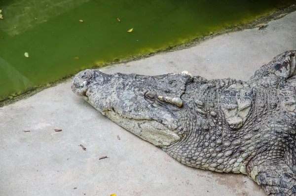 Große Krokodile ruhen in einer Krokodilfarm — Stockfoto