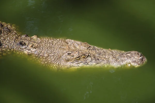 Grandes crocodilos descansando em uma fazenda de crocodilos — Fotografia de Stock