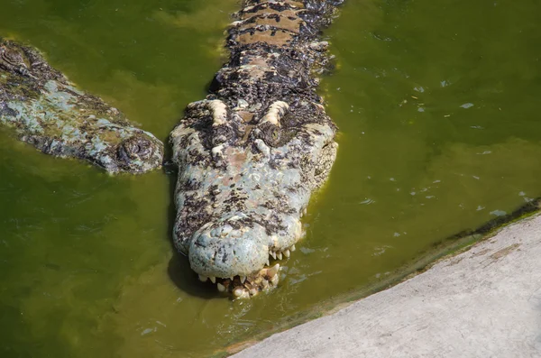 Grandes crocodilos descansando em uma fazenda de crocodilos — Fotografia de Stock