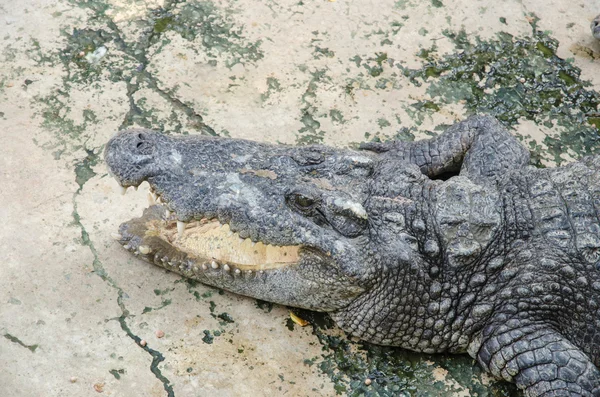 Velké krokodýl spočívající ve farmě krokodýly — Stock fotografie