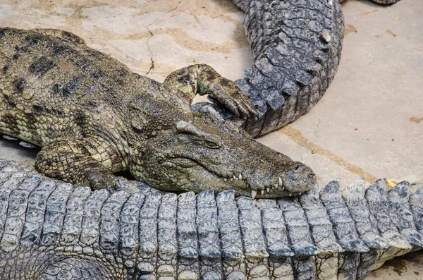 Große Krokodile ruhen in einer Krokodilfarm — Stockfoto