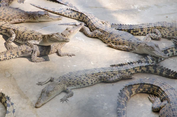 Nagy krokodilok a krokodilok Farm pihenő — Stock Fotó
