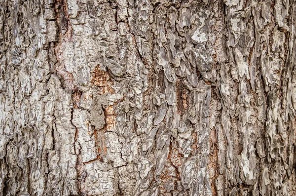 Primer plano de la corteza seca áspera del árbol viejo como telón de fondo o —  Fotos de Stock