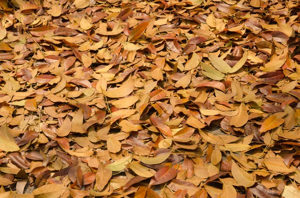 Autumn season background red and yellow leaf falling — Stock Photo, Image